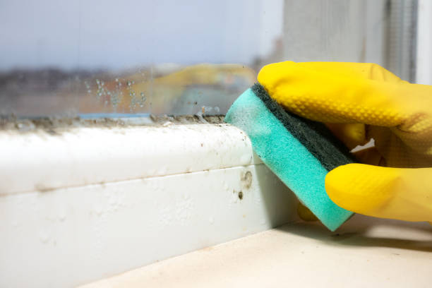 Attic Mold Removal in Ozark, AL