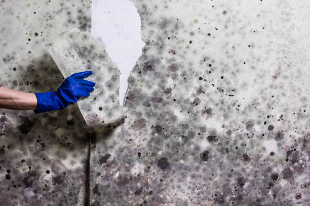 Professional Mold Removal in Ozark, AL